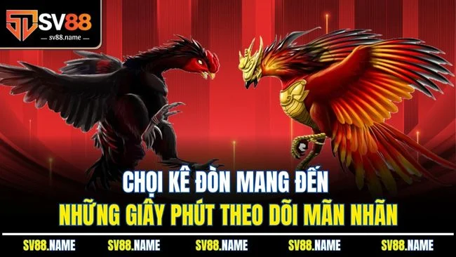 Chọi kê đòn mang đến những giây phút theo dõi mãn nhãn