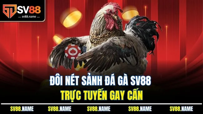 Đôi nét sảnh đá gà SV88 trực tuyến gay cấn